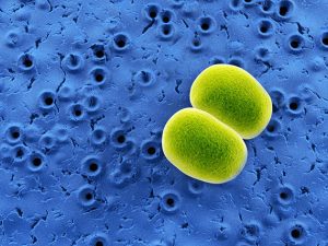 Bakterien Staphylococcus-Epidermidis Mikroskopie