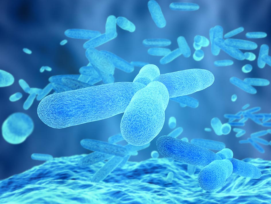 Evoluzione Ecco Come I Batteri Intestinali Si Sono Adattati Al Latte 