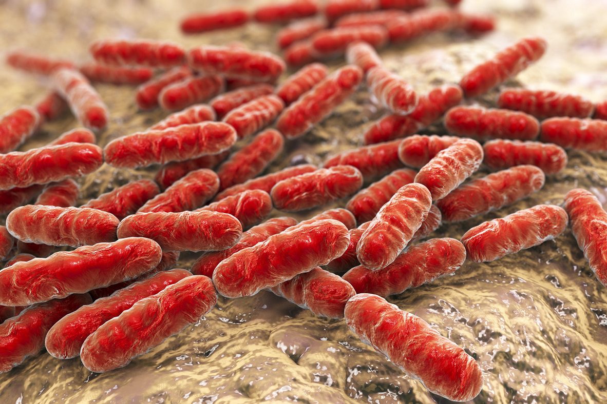 Bacteria Lactobacillus, gram-positive rod-shaped lactic acid bacteria which are part of normal flora of human intestine are used as probiotics and in yoghurt production, close-up view