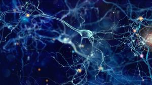 Neuroni articolo su ansia e depressione