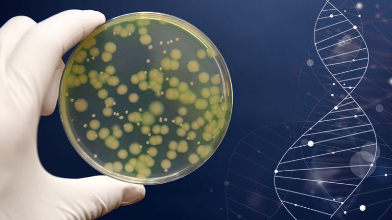 Microbiota e microbioma differenze - DNA batterico