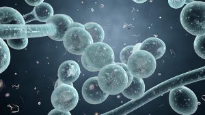 Micobioma: funghi essenziali per stabilità dei batteri cutanei e polmonari