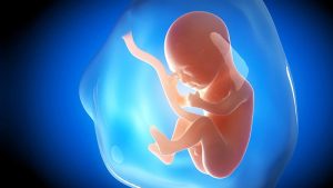 Feto umano nella placenta durante gravidanza