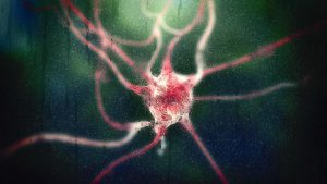 Neurone cervello demenza senile microbiota
