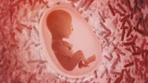 Sviluppo del feto: nei neonati il microbiota dipende dalla gravidanza