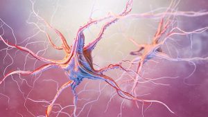 Neuroni 3D: epilessia dovuta ai cambiamenti del microbiota intestinale indotti dalla dieta chetogenica