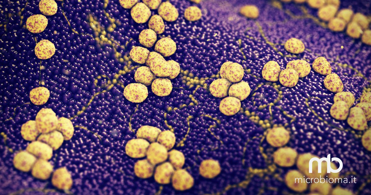Infezioni Da Stafilococco Aureo Probiotico Bacillus Ostacola Colonizzazione [ 630 x 1200 Pixel ]