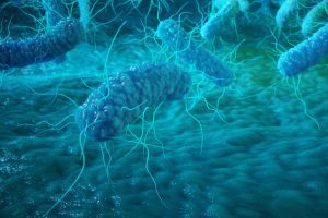 Trapianto di microbiota nelle infezioni da Clostridium difficile