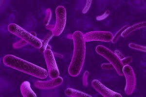 Salmonella e Candida: ecco come le infezioni intestinali stravolgono il microbiota