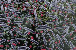 Ricercatori italiani scoprono 5mila nuovi batteri nel corpo umano