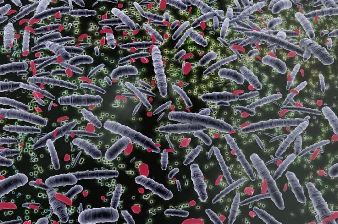 Ricercatori italiani scoprono 5mila nuovi batteri nel corpo umano Ricercatori italiani scoprono 5mila nuovi batteri nel corpo umano
