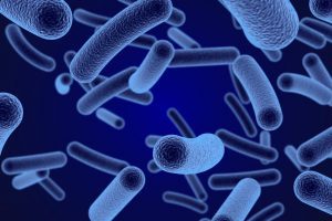 Microbiota intestinale: scoperte 2.000 specie di batteri finora sconosciuti