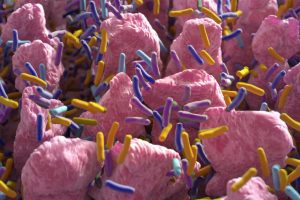 Ricercatori USA scoprono nuova forma di comunicazione tra batteri e pareti intestinali
