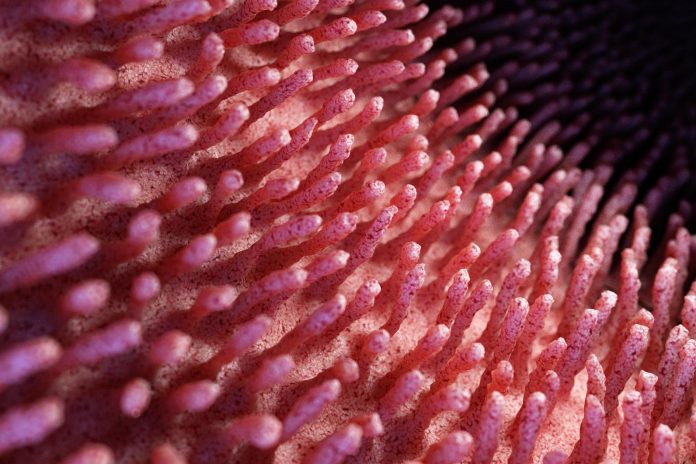 IBD: dieta ipocalorica potrebbe ridurre l’infiammazione modificando il microbiota intestinale IBD: dieta ipocalorica potrebbe ridurre l’infiammazione modificando il microbiota intestinale