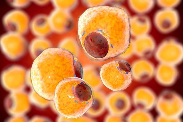 Ricercatori svelano effetti metabolici anti obesità di un batterio intestinale Ricercatori svelano effetti metabolici anti obesità di un batterio intestinale