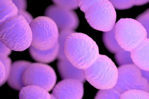 Enterococcus faecalis: ecco come un microbo innocuo diventa patogeno