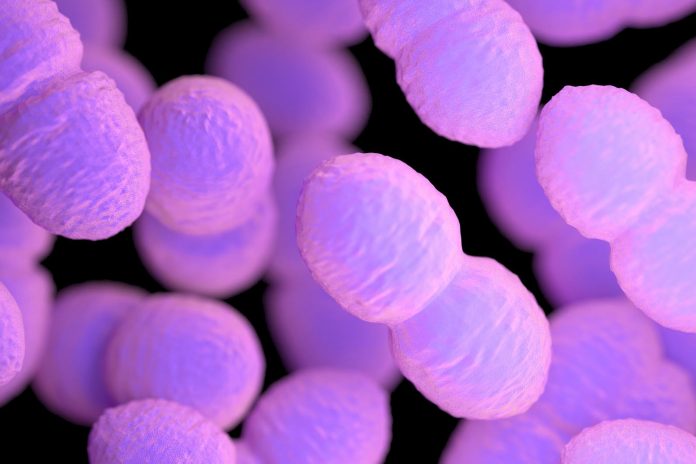 Enterococcus faecalis: ecco come un microbo innocuo diventa patogeno Enterococcus faecalis: ecco come un microbo innocuo diventa patogeno