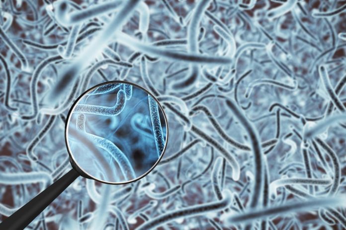 Microbiota intestinale: ecco come varia in base all’etnia di appartenenza Microbiota intestinale: ecco come varia in base all’etnia di appartenenza
