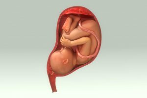 Obesità in gravidanza: alterazioni del microbiota modificano lo sviluppo del feto