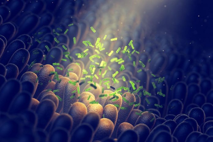 Batteri della flora intestinale Batteri della flora intestinale