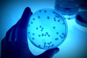 Mutazioni adattive nel microbioma intestinale: il caso del Bacteroides fragilis