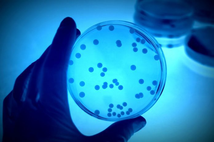Mutazioni adattive nel microbioma intestinale: il caso del Bacteroides fragilis Mutazioni adattive nel microbioma intestinale: il caso del Bacteroides fragilis