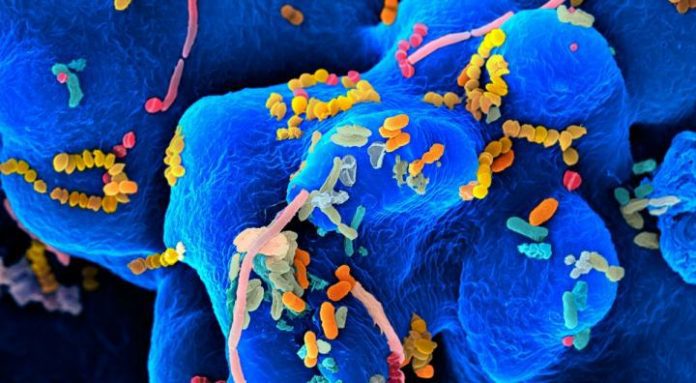 Il microbiota intestinale delle donne matura prima di quello degli uomini Il microbiota intestinale delle donne matura prima di quello degli uomini. Immagine: UC San Diego Health.
