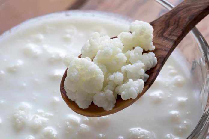 Cibi fermentati come il kefir: i metaboliti batterici aiutano il sistema immunitario Cibi fermentati come il kefir: i metaboliti batterici aiutano il sistema immunitario