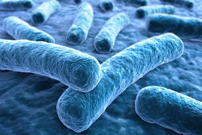 La dieta non è tutto: ecco come l’evoluzione ha influenzato il microbiota intestinale La dieta non è tutto: ecco come l’evoluzione ha influenzato il microbiota intestinale