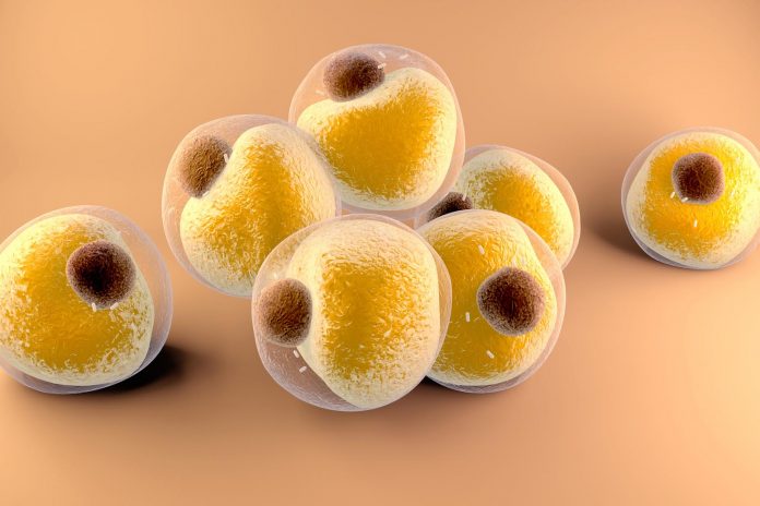 Studio USA svela in che modo alcuni batteri intestinali causano l'obesità Studio USA svela in che modo alcuni batteri intestinali causano l'obesità