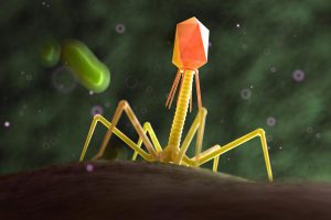 I fagi modulano il microbiota intestinale
