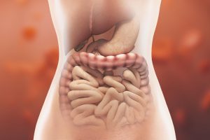 Permeabilità intestinale: una review del Cemad fa il punto sulle possibili cause