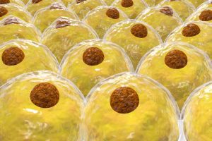 Diete ricche di grassi alterano il microbiota intestinale: lo conferma una metanalisi USA