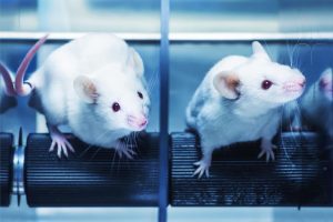 Scoperti batteri intestinali che impediscono ai topi di diventare obesi