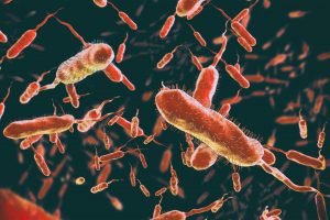 Colera: scoperto ruolo chiave di Bacteroides vulgatus nel prevenire l’infezione