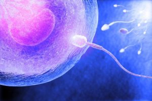 Primi indizi sul ruolo del microbioma del tratto riproduttivo sulla fertilità