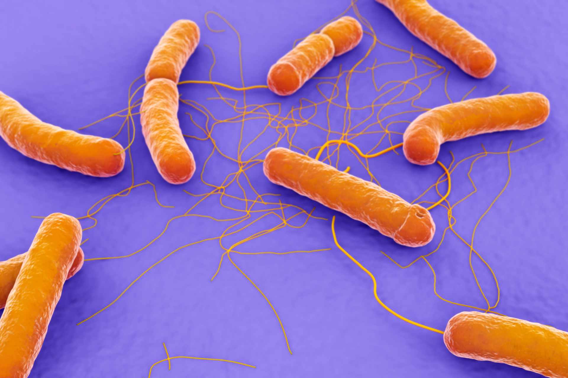 12_12_2023_Infezioni da Bacillus cereus ecco come alterano il microbiota intestinale