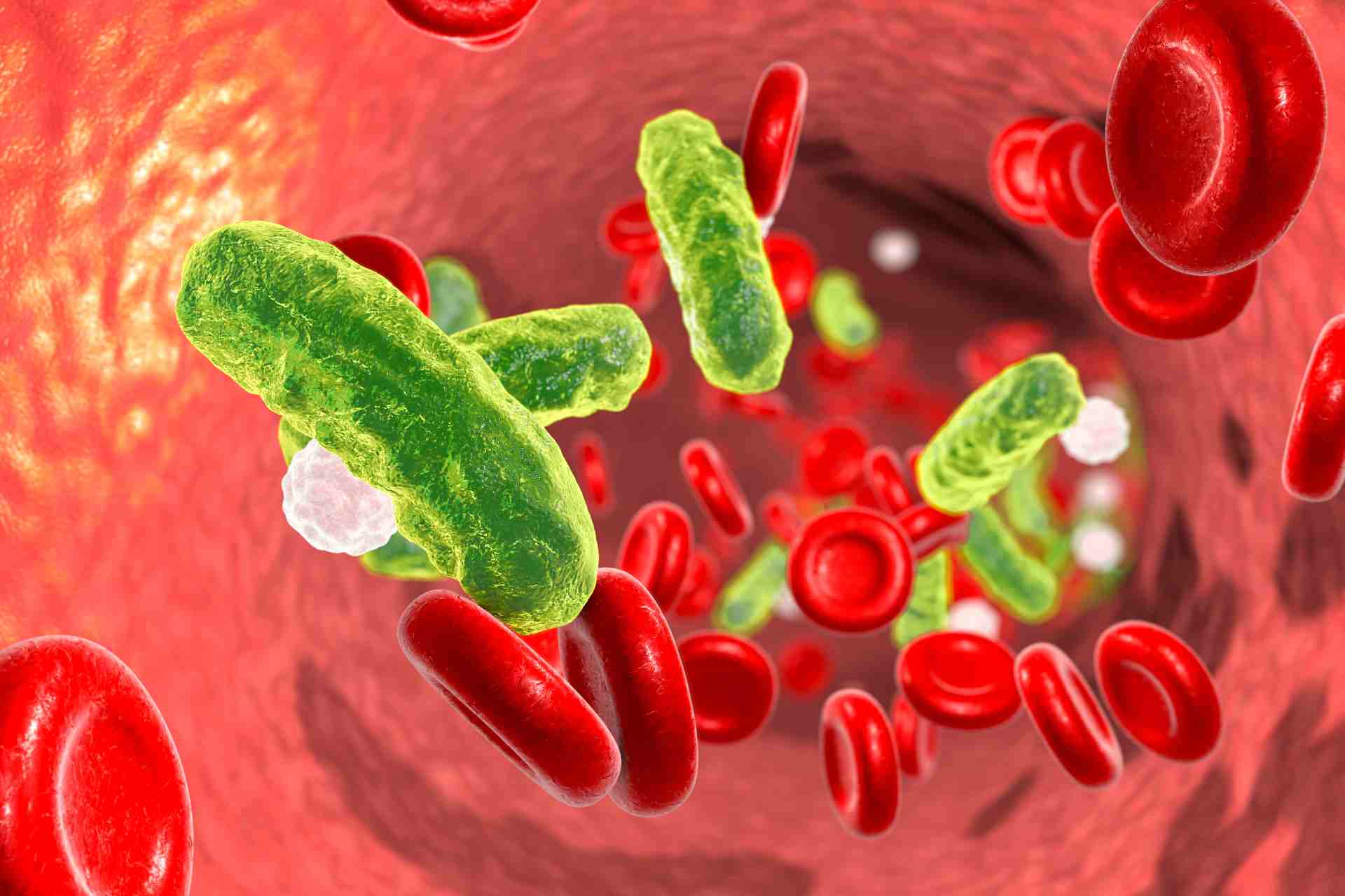 05_01_2024_Batteriemia microbi nel sangue potrebbero arrivare dal microbiota intestinale